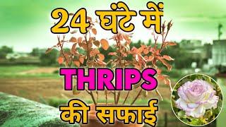 प्रूनिंग के बाद गुलाब में 24 घंटे में Thrips का सफाया