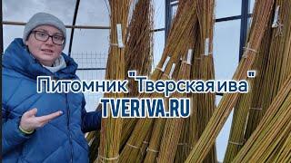 Тверская ива и Катерина Бочкарёва. Ива Американка гигантская, прут для плетения. Живое плетение.