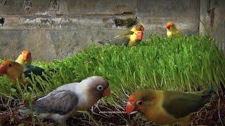 Lovebirds and Millet Grass, ..but more