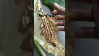 a brief explanation abt leaf