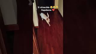 #shorts #funny #dog #cute #shortvideo #shortsviral #viralvideo #viralshorts #fyp #pets #like #life