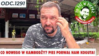 Co nowego w Kambodży? Pies porwał nam koguta! Odc.1291