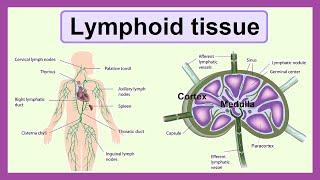 lymphoid tissue
