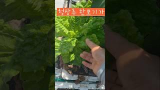 청상추 한포기만 심어더니 #옥상텃밭 소 #소소한행복 청상추