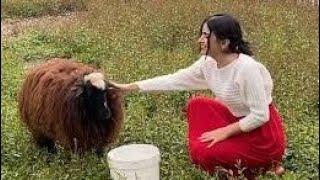 Village Life video : Rural Life style | Village girl |Village vlog |Traditional food