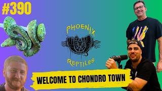 Green Tree Pythons the hottest sought after snake | Welcome To Chondro Town Episode