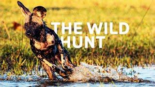 Rarely Seen African Wild Dog Hunt Caught on Camera!