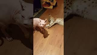 Clash of the Cats: Sphynx and Serval's Playful Tussle by the Stove!