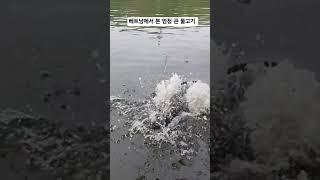 베트남 여행 중 큰물고기. 저는 낚시 안하지만 #물고기 #베트남