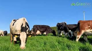 Buying Cows with Grasstec Group