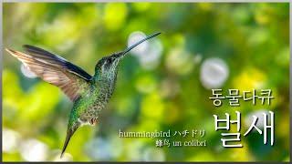 앵앵- 세상에서 제일 작은 새, 벌새 [동물다큐_벌새]│hummingbird│ハチドリ│蜂鸟│un colibrí