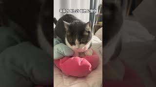 발레리나 카푸치나 미미미미     #고양이일상 #cat #냥춘기 #고양이 #cute #kitten #귀여운고양이 #먼치킨고양이 #고양이브이로그 #ballerinacapuchina