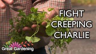 Get Rid of Creeping Charlie Tips