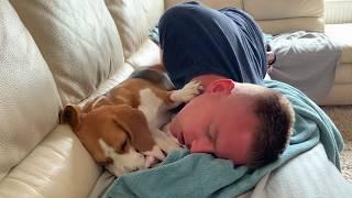 Beagles OR your To-Do List : Funny Dogs Louie & Marie