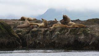 Investigating Steller Sea Lion Populations