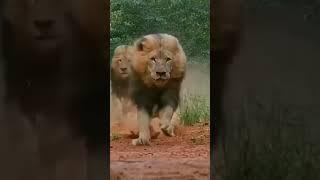 Tigers  the king  video top  short #viral video