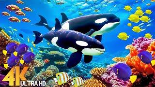 The Colors Of The Ocean 4K ULTRA HD - The Best 4K Sea Animals For Relaxation & Calming Music #2