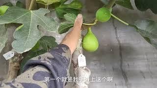 种无花果“早熟”才最好，先来9个品种给大家瞧瞧，红黄绿黑都有