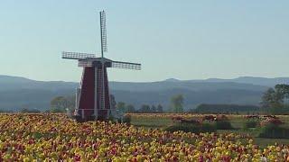 Wooden Shoe Tulip Festival makes most of cancellation