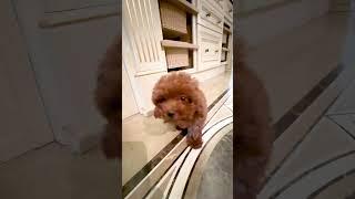 Он - милый! Мальтипу ️ Забавные животные. He is cute! Maltipoo ️ Funny animals.