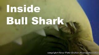 Diving Bahamas #05 - Inside Bull Shark / Bullenhai frißt GoPro - Hans-Peter Endler