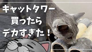 気に入りすぎてキャットタワーから離れませんw【ロシアンブルー】猫