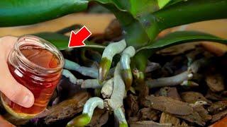 Pour 1 cup on orchid root!baby orchid and roots grow on branches and bloom like crazy.