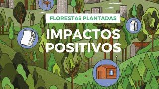 Os impactos positivos das florestas plantadas do Paraná