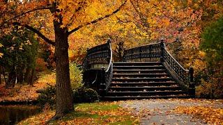 Relaxing Fall Ambience with Soothing Music  Stress and Anxiety Relief ~ Autumn Nature Scenery 4K