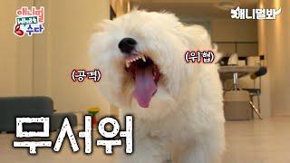 보이지만 사실은 웃는 표정을 잘못 배운 강아지ㅣDog Who Mislearned How To Smile