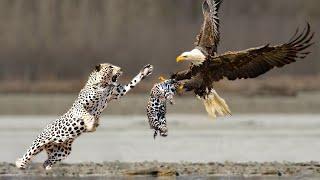Animals Saving Other Animals !