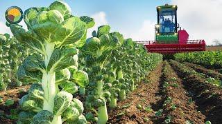 How Farmers Harvest Brussels Sprouts, Walnuts by Machine: Modern Agriculture | Farming Documentary