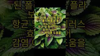 깻잎을 먹어야 하는 이유 5가지