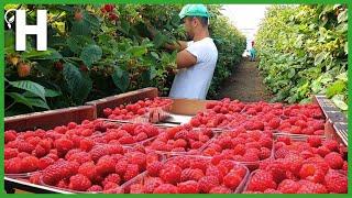 Harvest Million Tons of Red Raspberries - Red Raspberry Processing - Agriculture Technologies