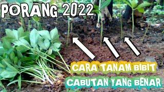 CARA TANAM BIBIT PORANG CABUTAN YANG BENAR-pohon porang cabutan 2022
