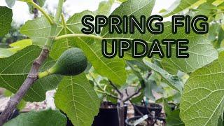 Spring Fig Update and Breba Report