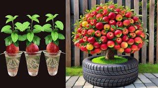 LIVE  How To Grow Apples Trees From Apples Fruits , growing apples plants from seed