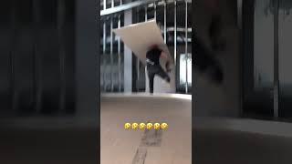 I Feel Attacked!  @jumpmaster_edc #funny #funnyvideos #construction #carpentry #bluecollar #work