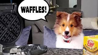 Can't STOP Thinking about WAFFLES!  Poor Baby Kev! e954