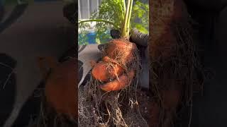 Weird carrots!? #shorts #harvest #short #asmr