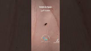 L'insecte le plus dangereux pour les figuiers أخطر حشرة على أشجار التين