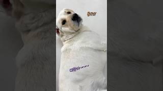 “요렇게 하라고?!!?” #강아지일상 #retreiver
