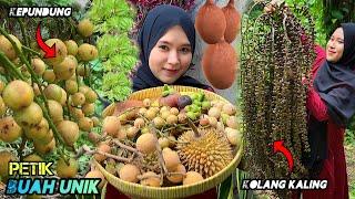 Panen buah langka dikebun | Petik buah liar