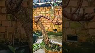 BONSAI FICUS| BERINGIN |INSPIRASI BONSAI