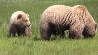 Hungry Grizzly Cubs Begging, Playing and Nursing