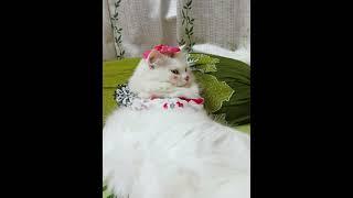 Cute Cat Elisha | Elisha Meow Sound | #cutecats #cats