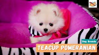 Teacup Pomeranian: Your Guide to This Fiery, Friendly and Spunky Dog!