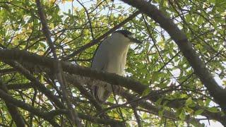 St. Johns County records higher number of birds for Christmas Bird Count