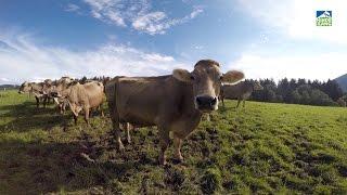 Urlaub auf dem Bauernhof in Bayern - Bad Hindelang/Allgäu