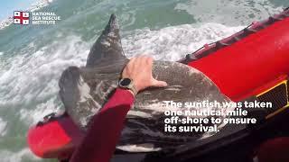 NSRI Sunfish Rescue